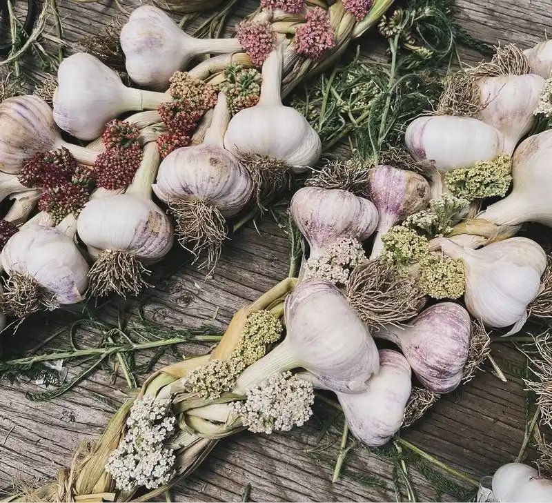 Garlic