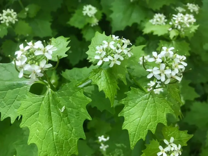 Garlic Mustard