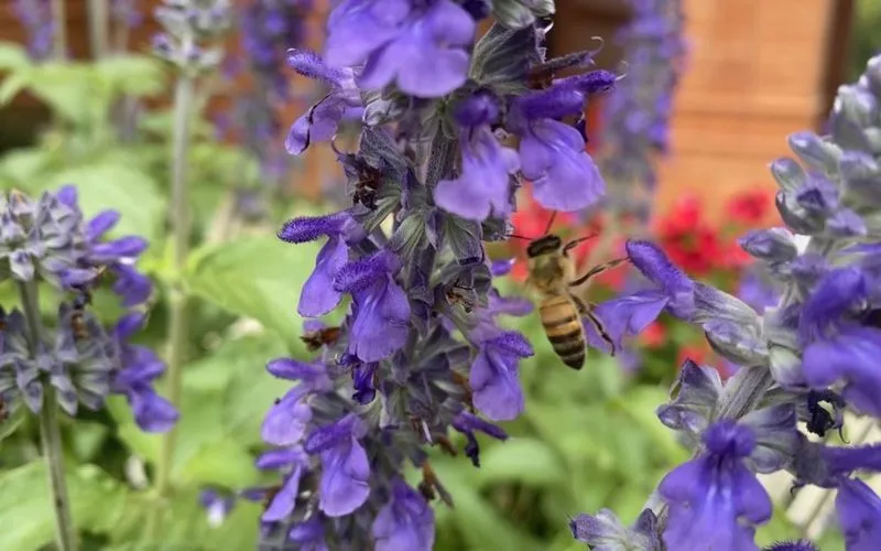 Salvia