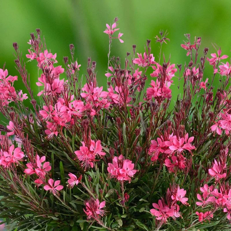 Gaura