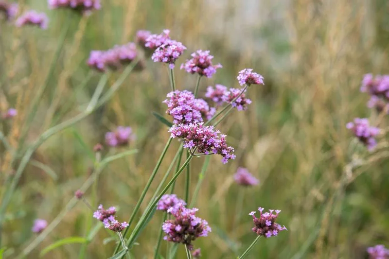 Verbena