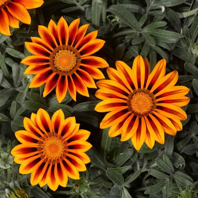 Gazania