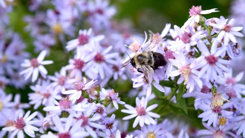 Gen Z's Pollinator Havens