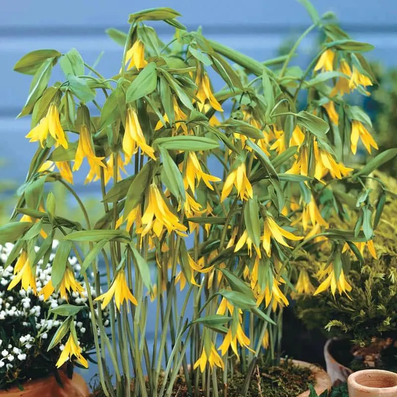 Yellow Bellflower