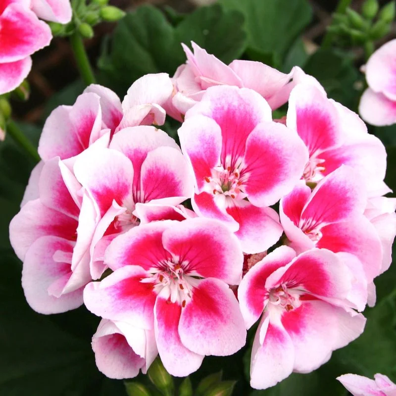 Geranium
