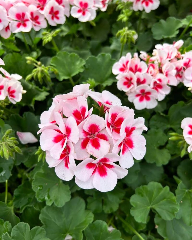 Geranium