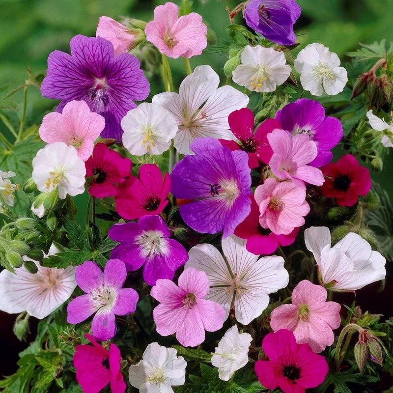 Geranium