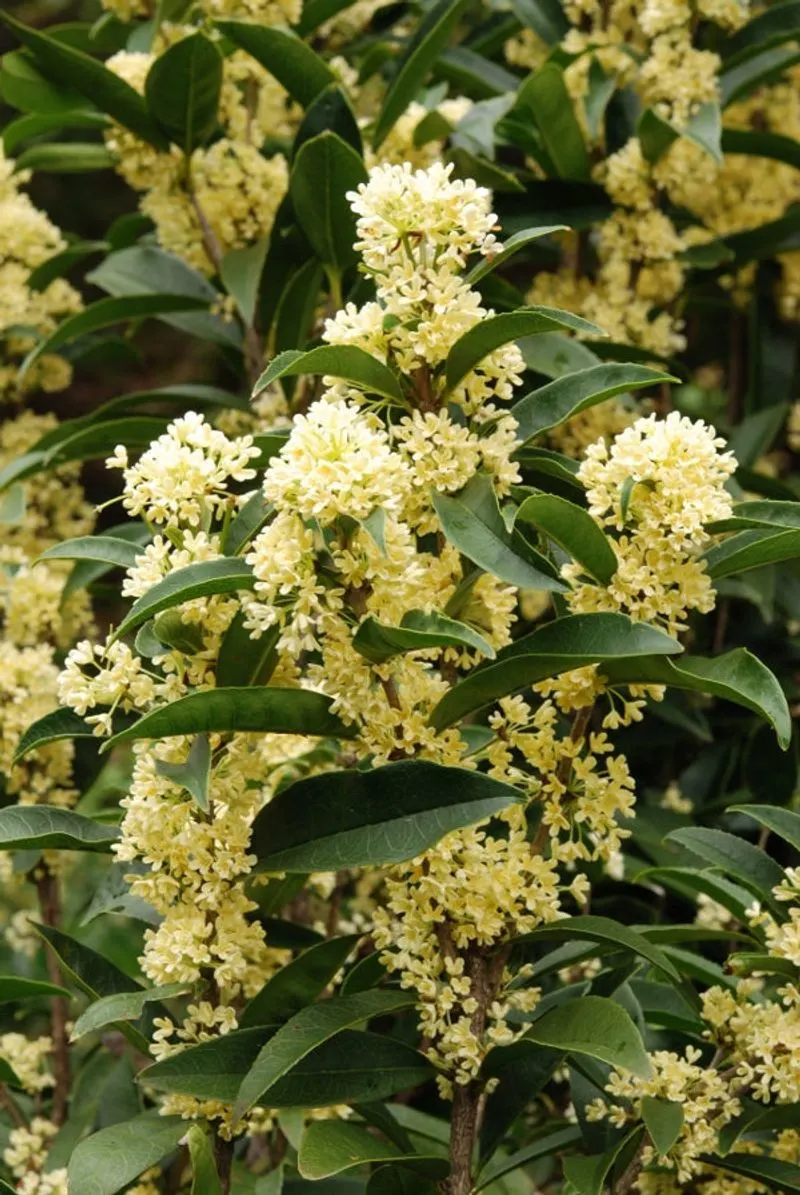 Osmanthus