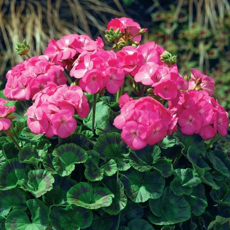 Geranium