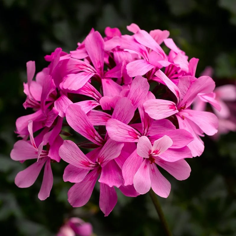 Geranium Glow