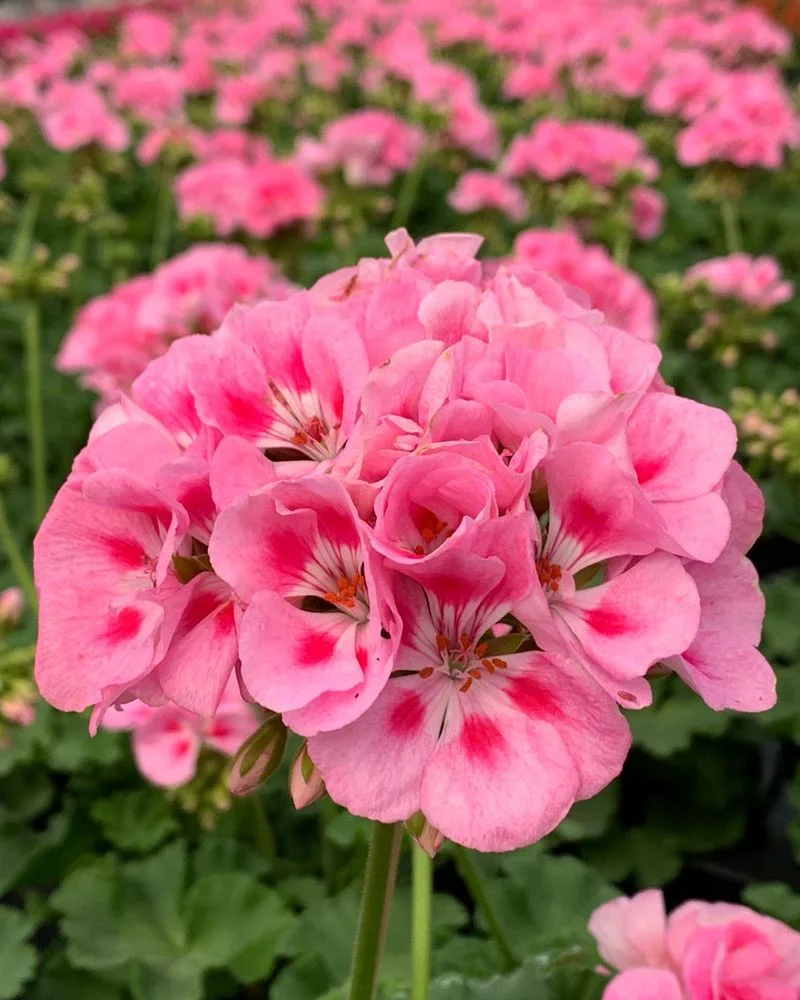 Geraniums