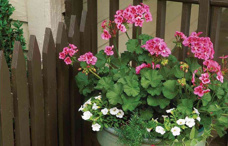 Geraniums and Ivy