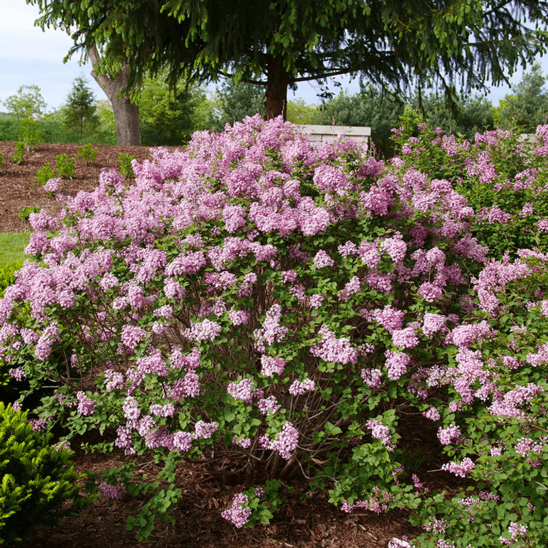 Lilacs
