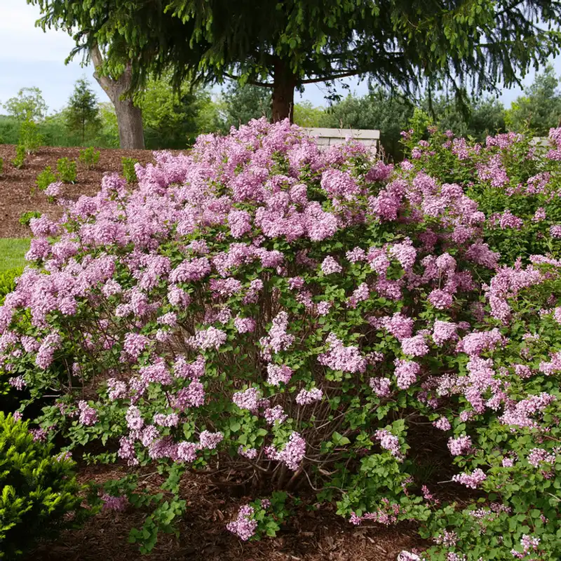 Lilacs