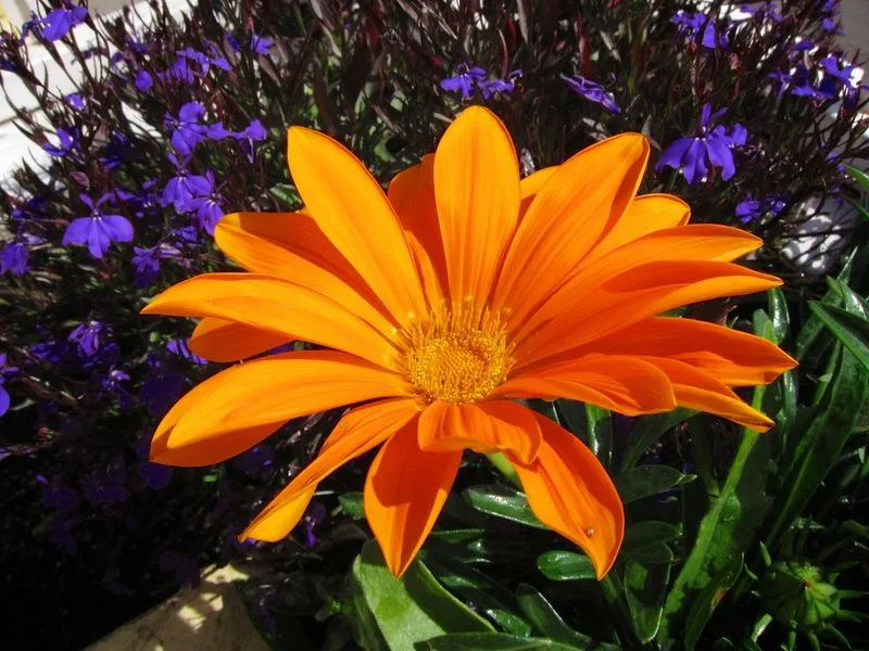 Gerberas and Lobelia