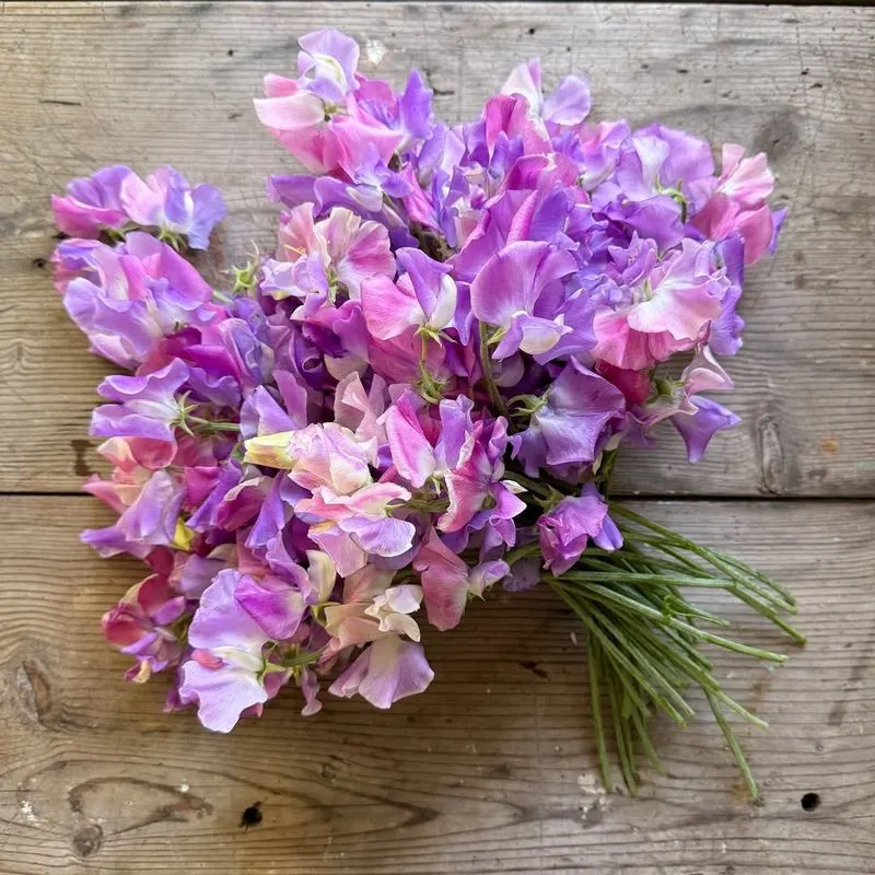 Sweet Peas