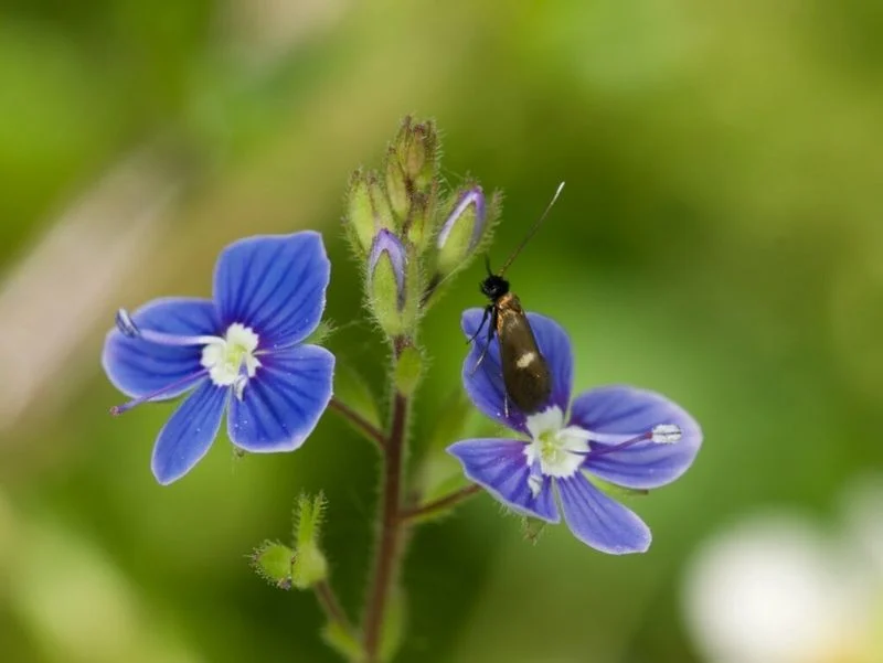Germander Speedwell