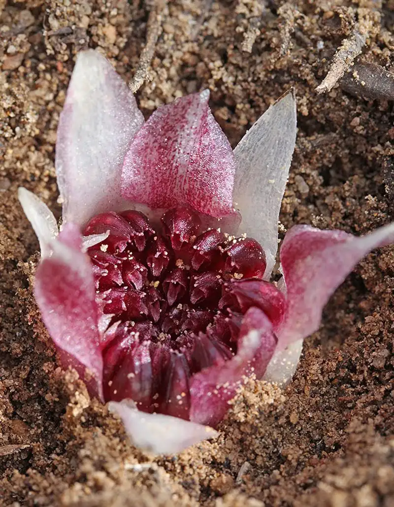 Western Underground Orchid