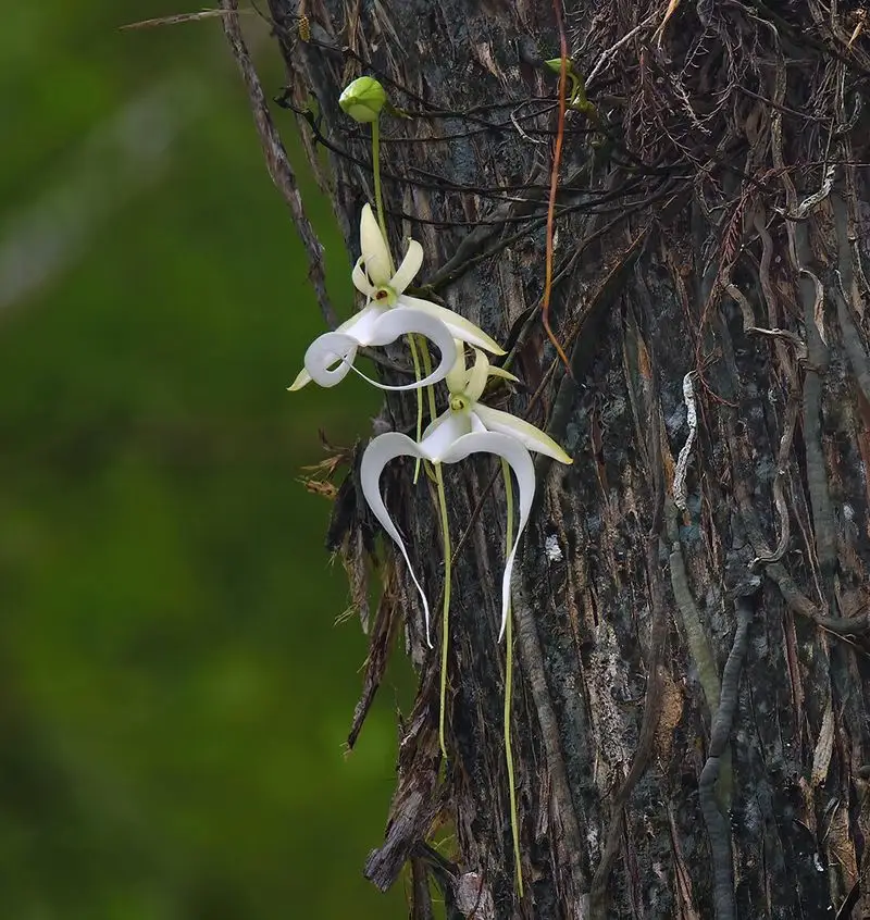 Ghost Orchid