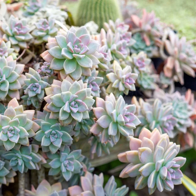 Ghost Plant
