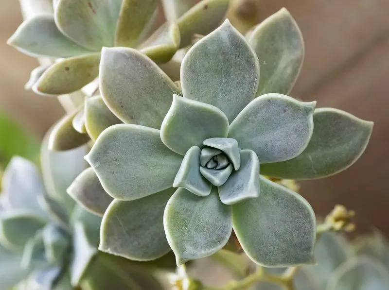 Ghost Plant (Graptopetalum paraguayense)