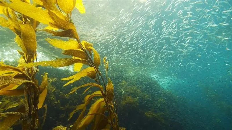 Giant Kelp