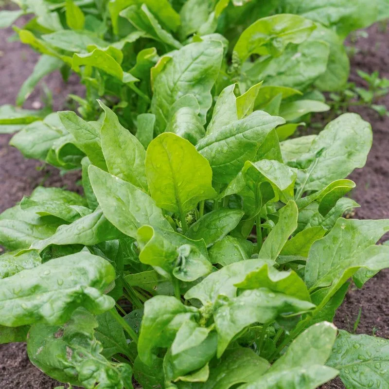 Spinach Beet