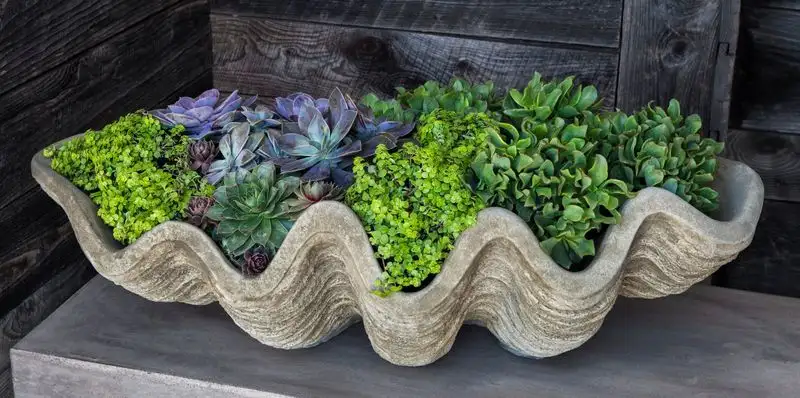 Giant Seashell Planters