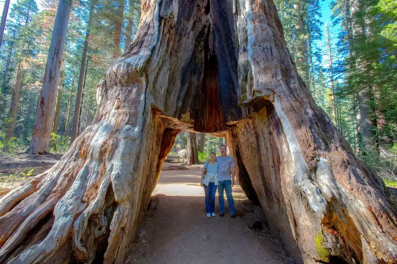 Giant Sequoia