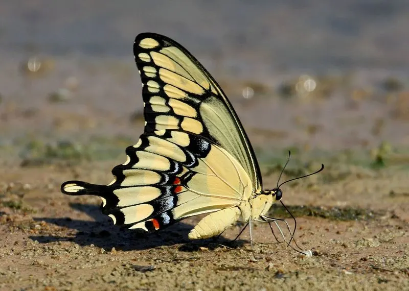 Giant Swallowtail Butterfly