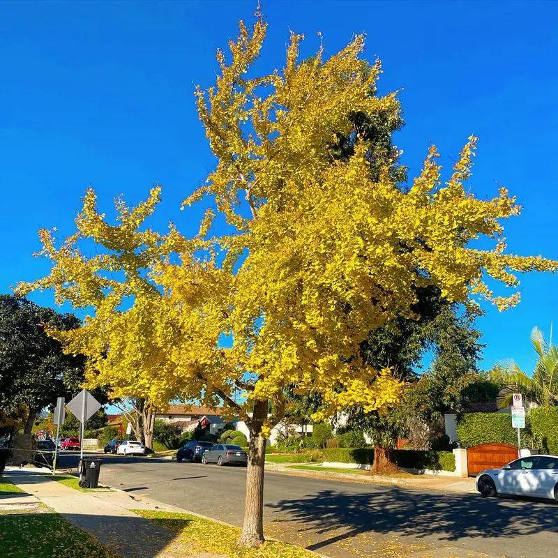 Ginkgo Biloba