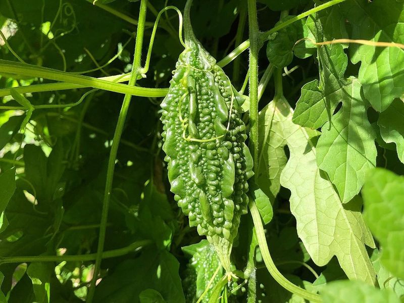 Bitter Melon
