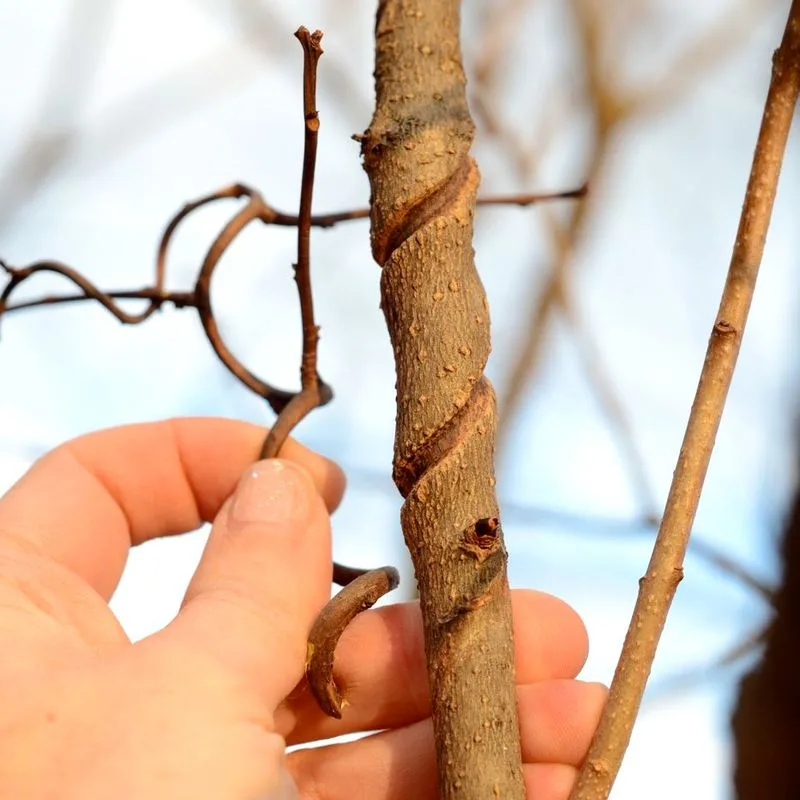 Girdling of Stem