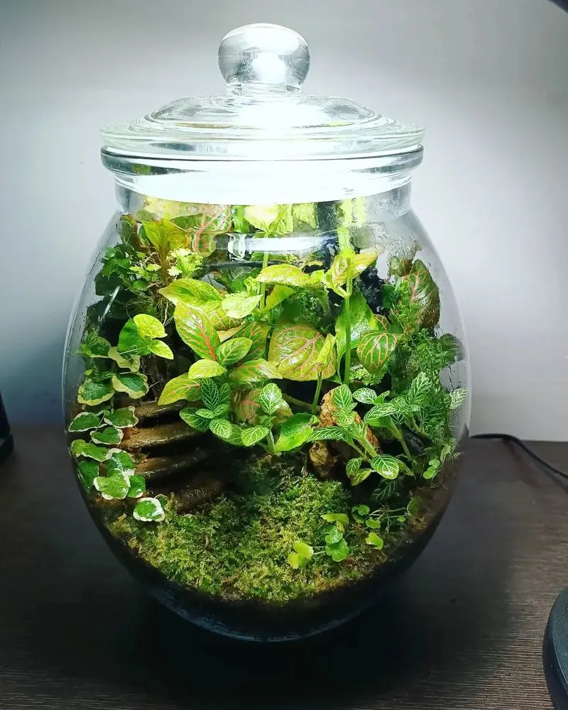 Glass Jar Terrariums