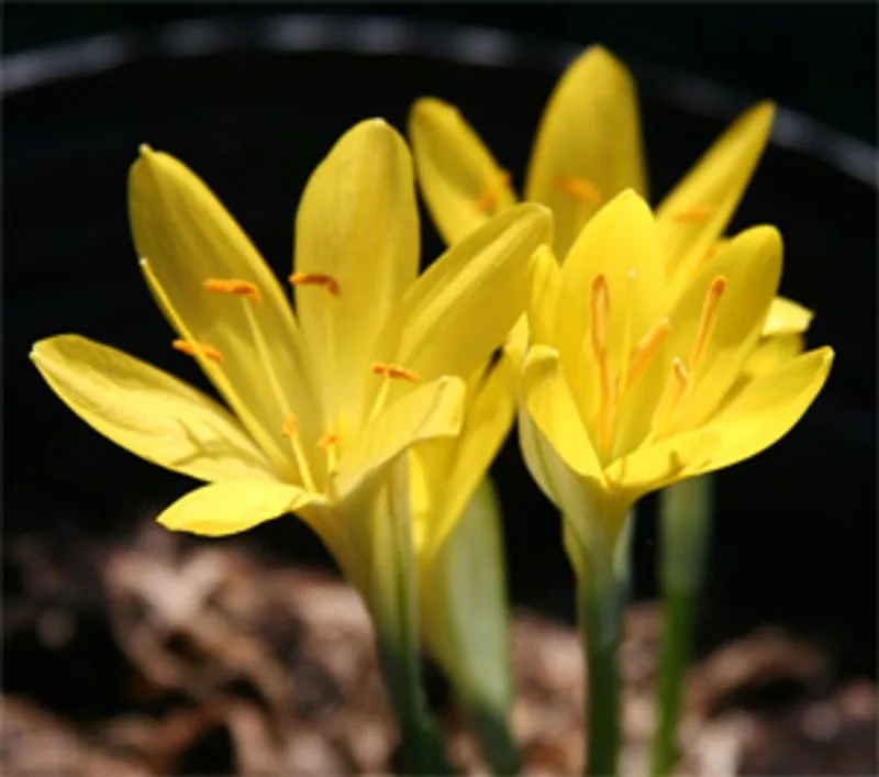 Sternbergia (Sternbergia lutea)