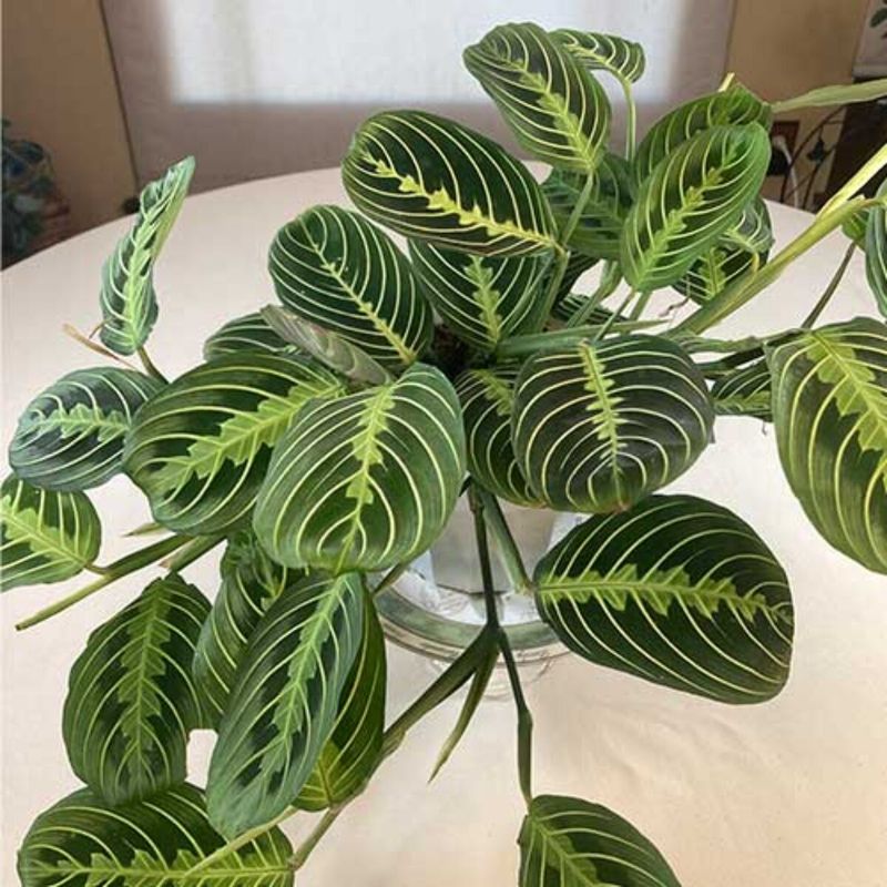 Leaf Perkiness