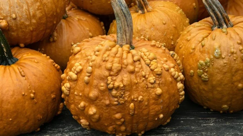 Bumpy Pumpkin