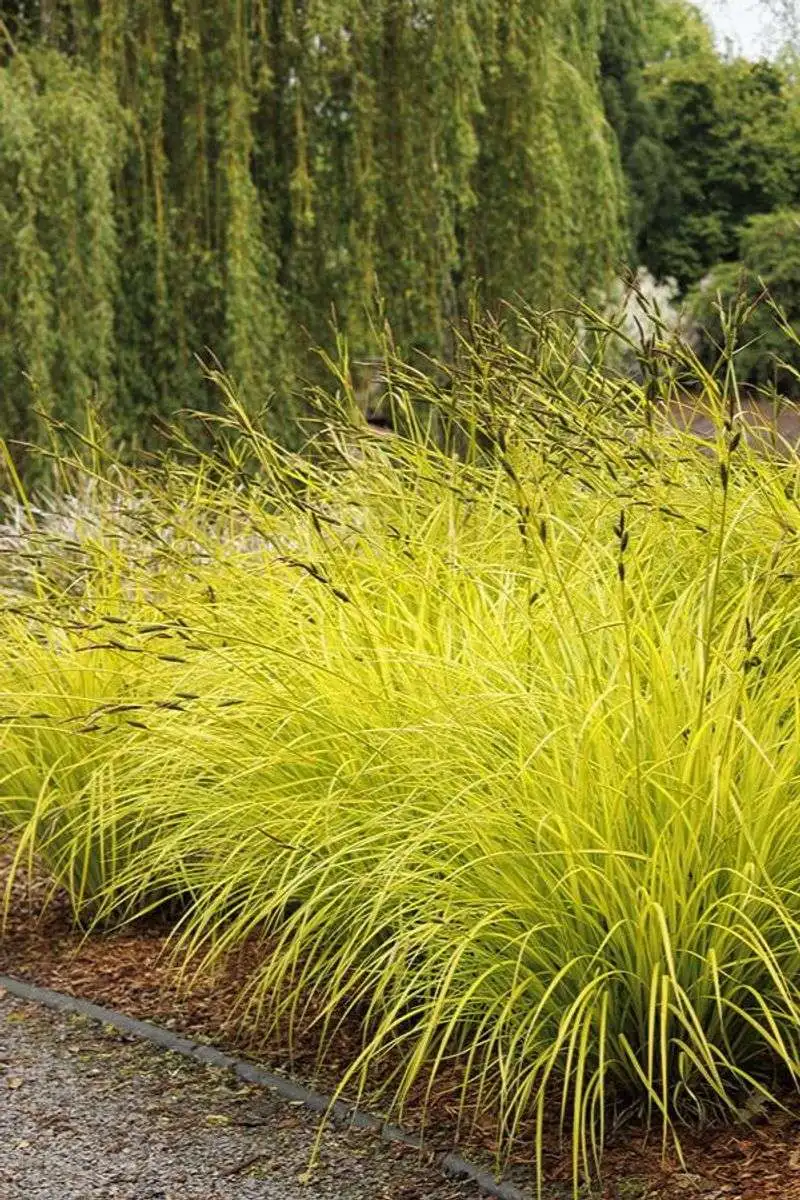 Golden Aura Grass