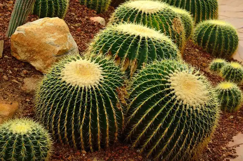 Golden Barrel Cactus