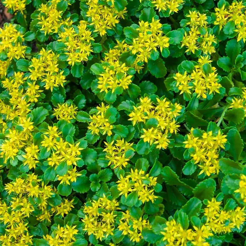 Golden Creeping Sedum