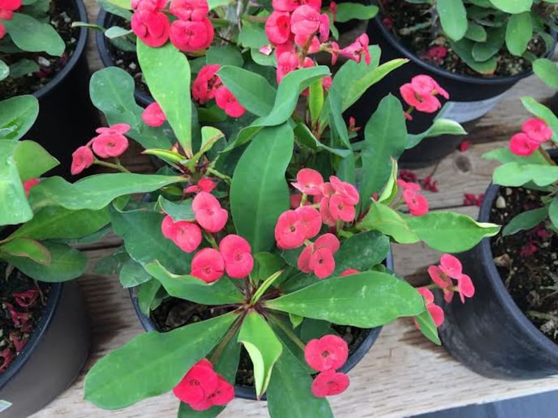 Crimson Cascade