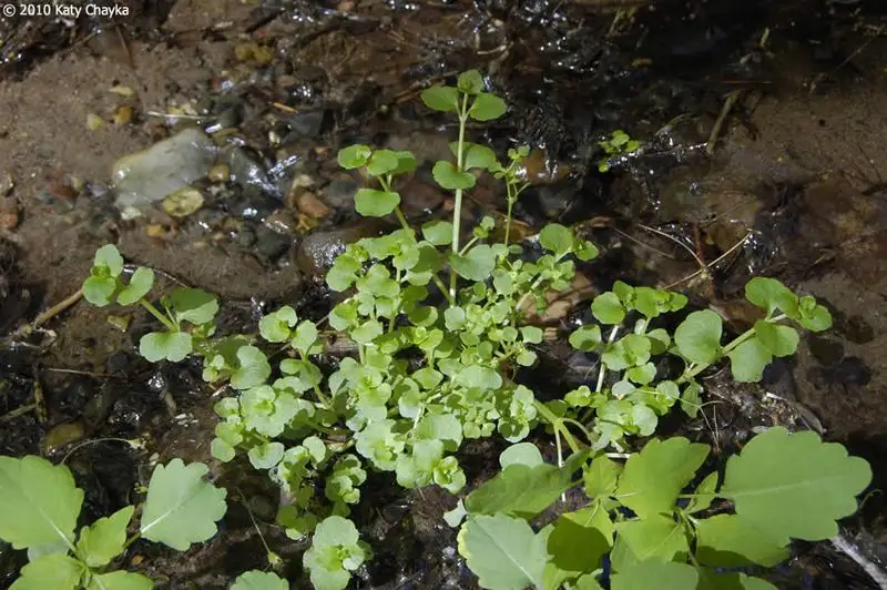 Golden Saxifrage