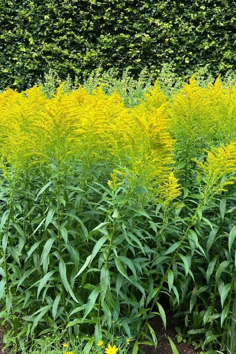 Goldenrod