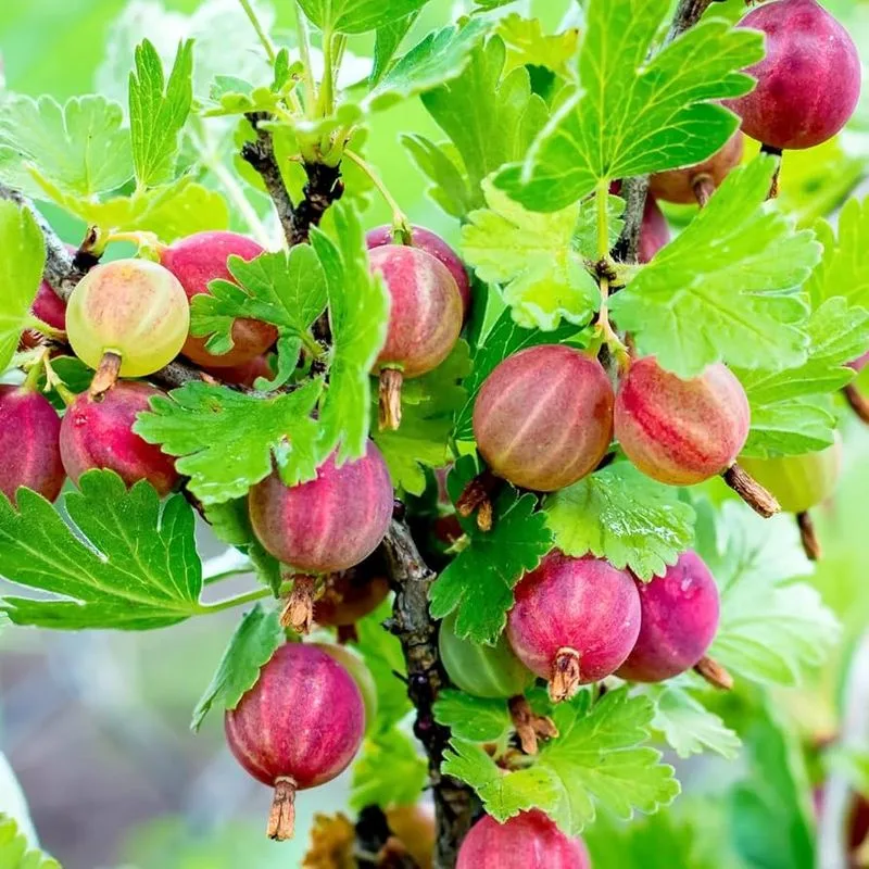 Gooseberry Bush