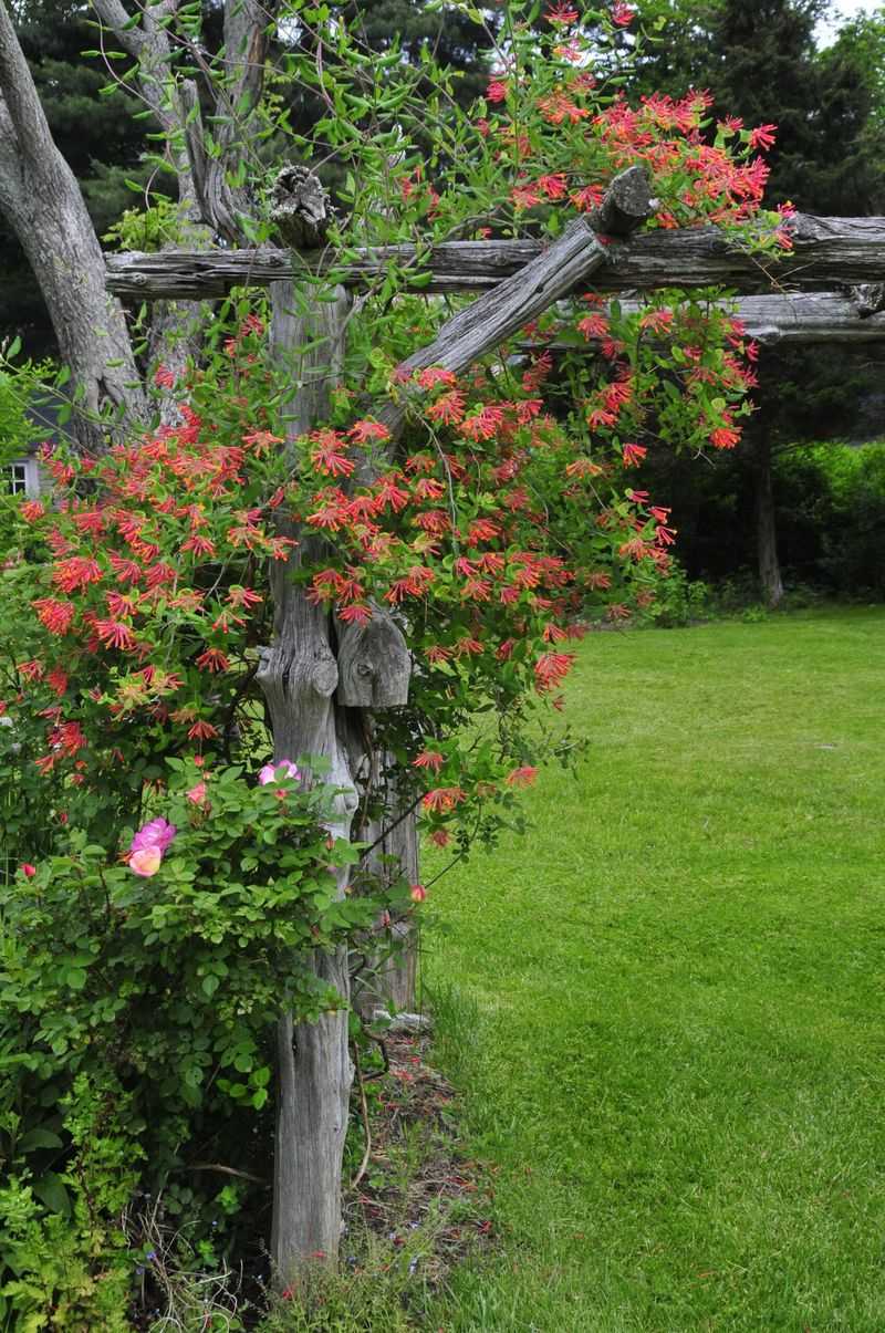 Honeysuckle and Tomato Pergola