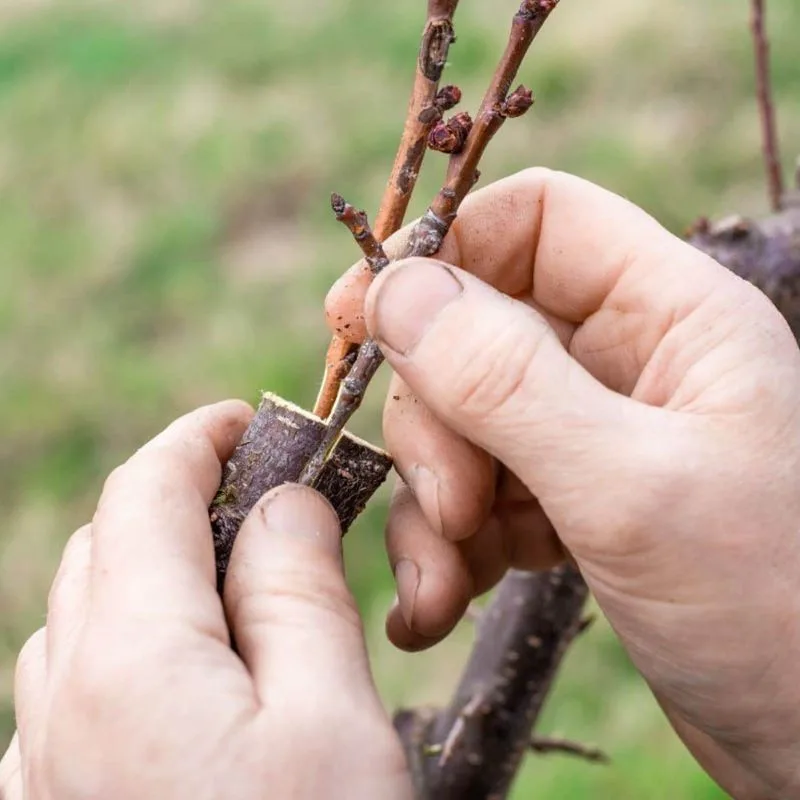 Grafting Techniques