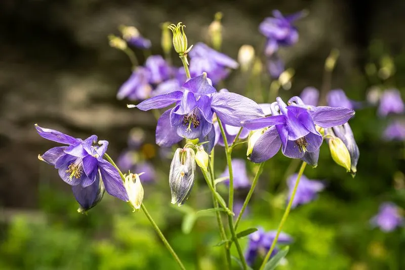 Granny’s Bonnet