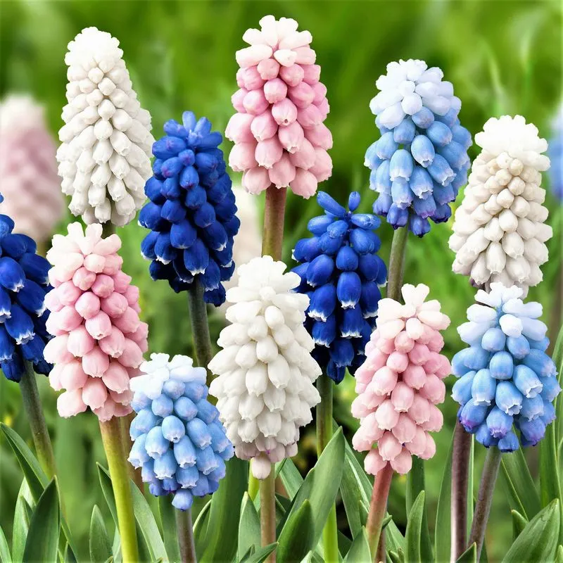 Grape Hyacinths