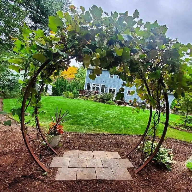 Grape Vine Trellis