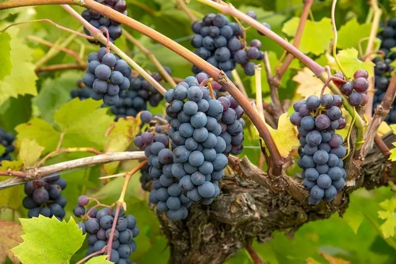 Grape Vines